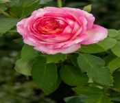 2020 09 01 LyndaleParkRoseGarden 025